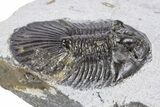 Bargain, Scabriscutellum Trilobite - Morocco #341287-2